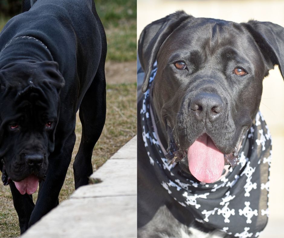 neapolitan mastiff vs cane corso