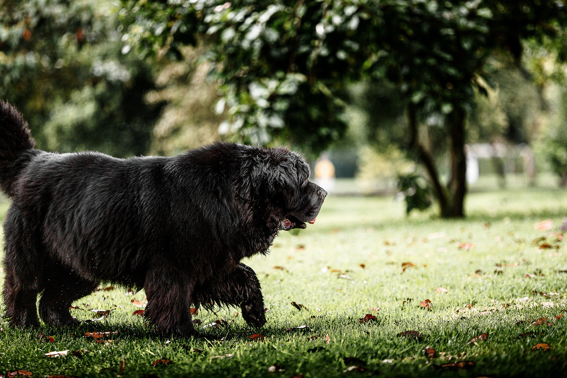 newfoundland dog 6809305 1920