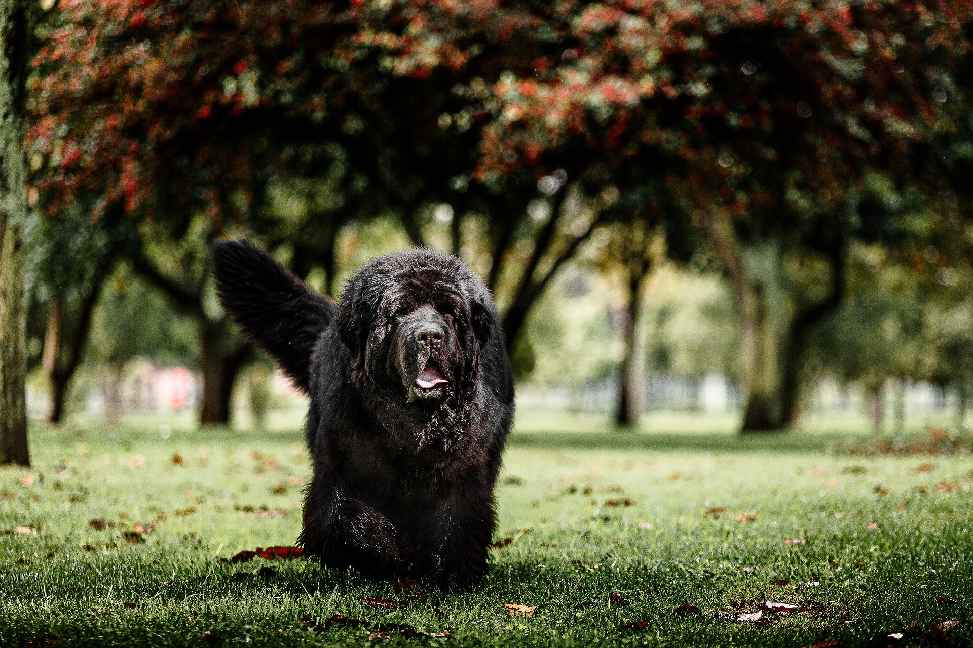 newfoundland dog 6809315 1920