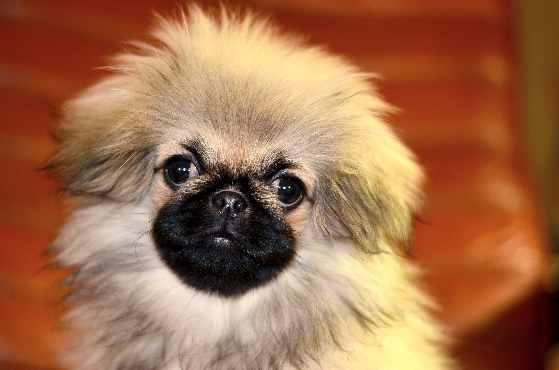 pekingese 3823920 1920