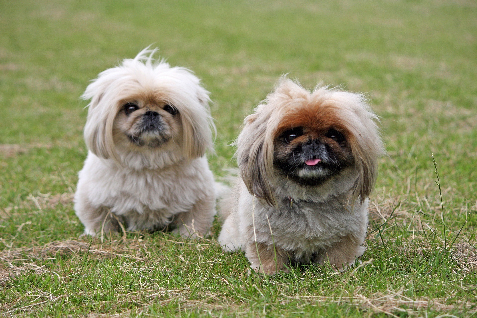 pekingese 937595 1920