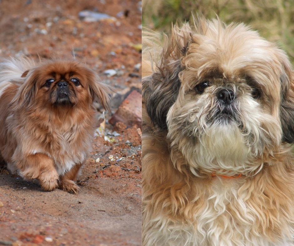 pekingese vs shih tzu