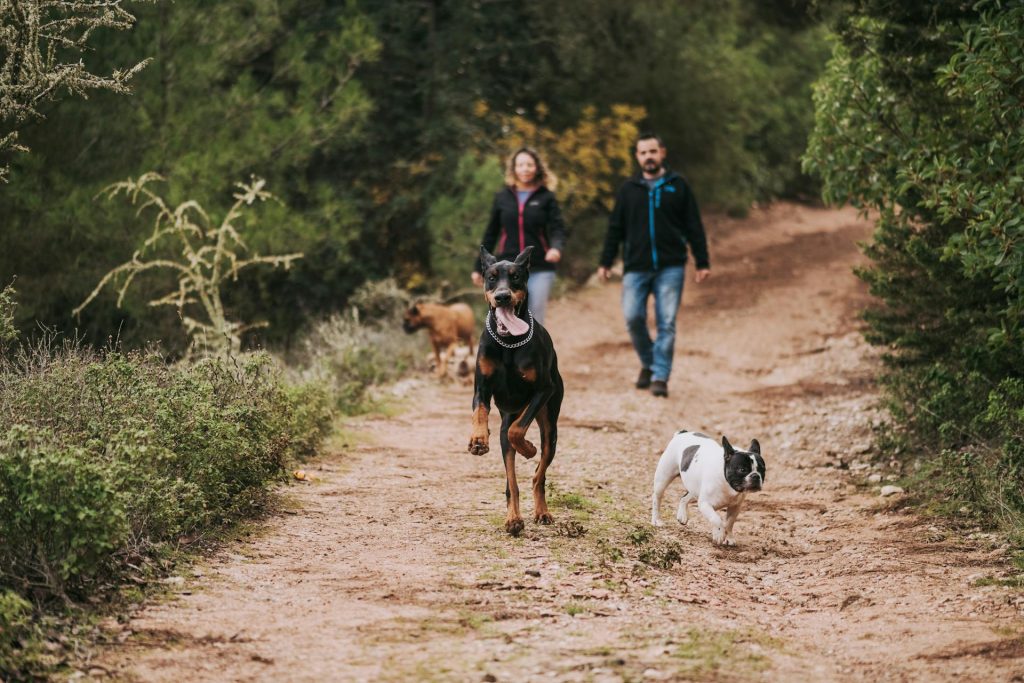 How to Keep Your Dog Entertained During Walks? 1 pexels aysun kahraman oktem 3890106 5938158