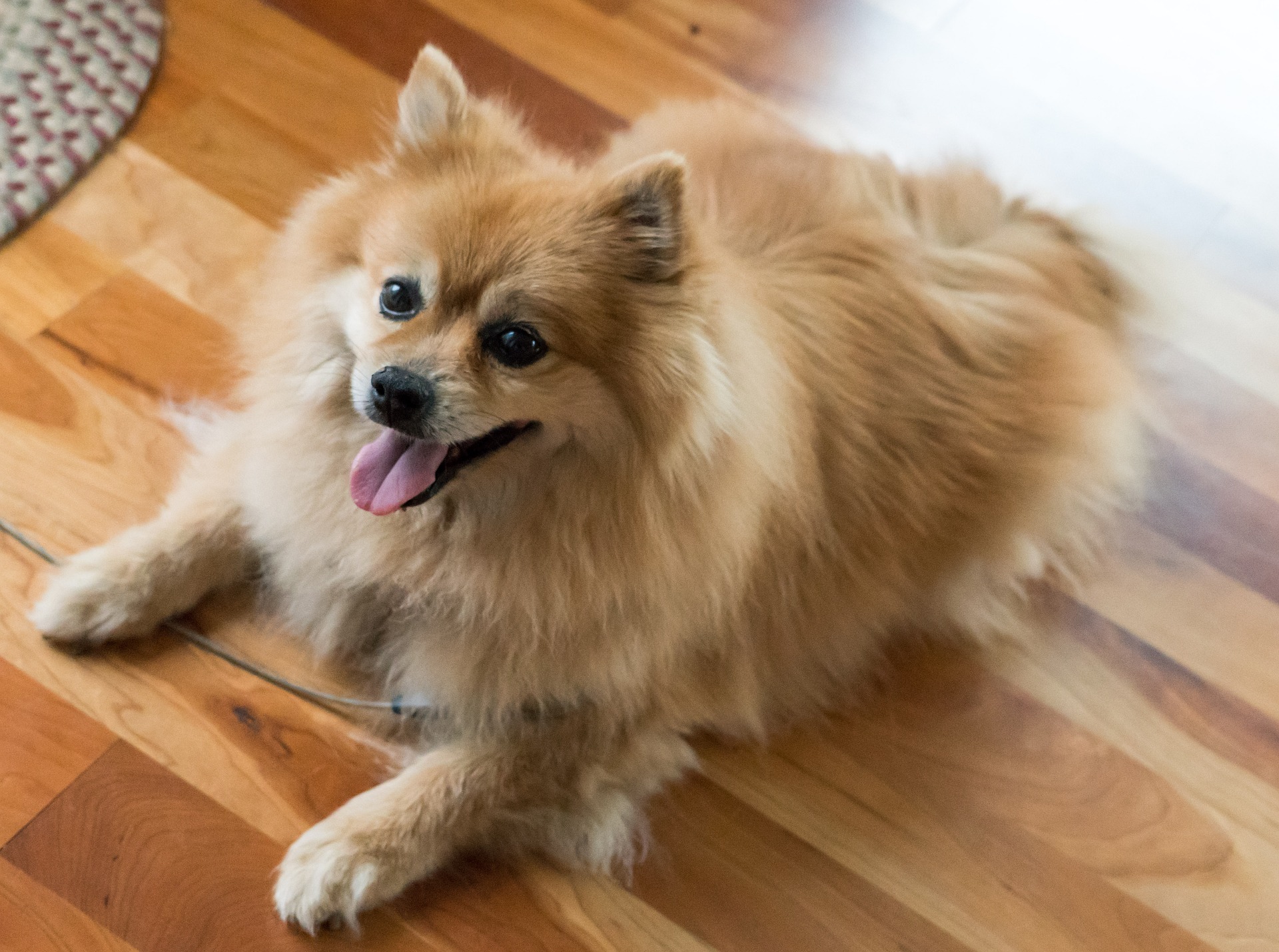 pomeranian 1541800 1920