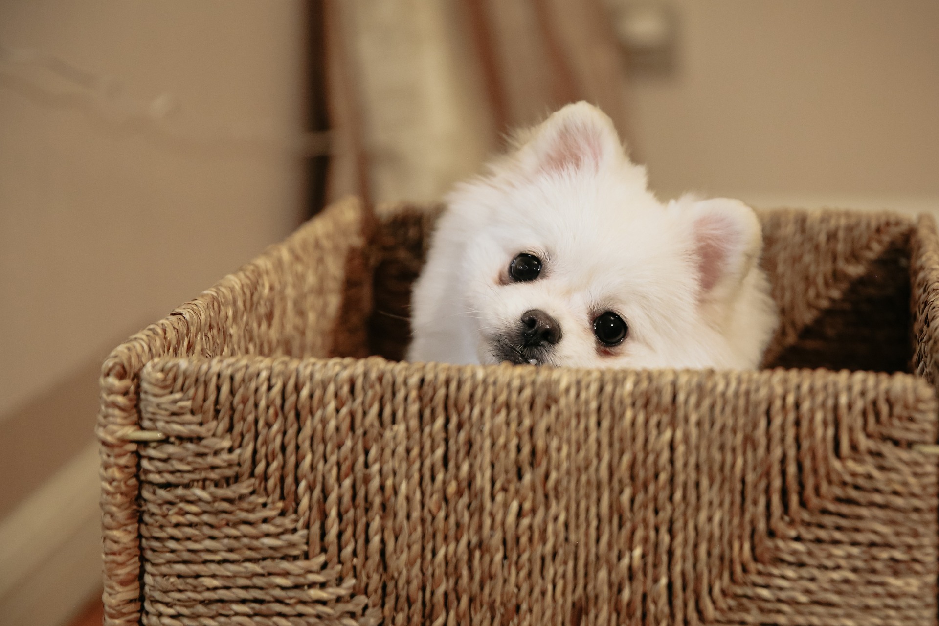 pomeranian 6836969 1920