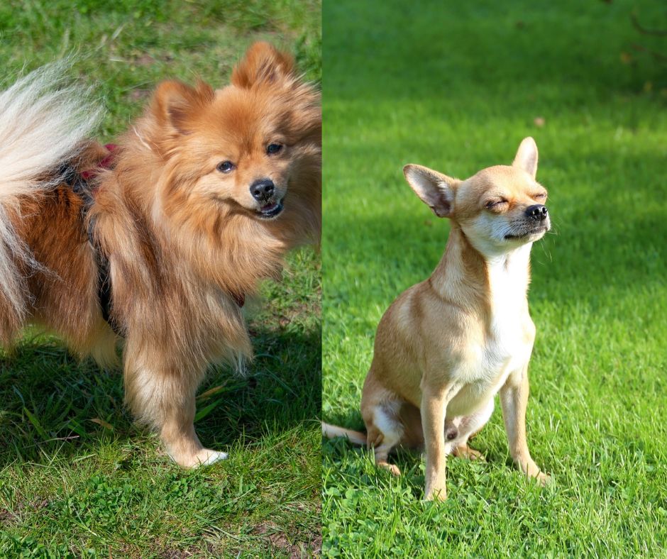 pomeranian vs chihuahua