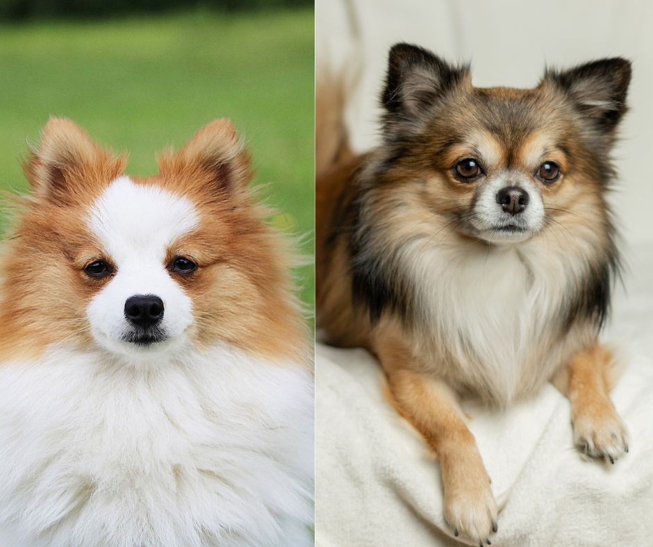 pomeranian vs long haired chihuahua