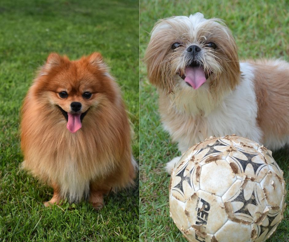 pomeranian vs shih tzu