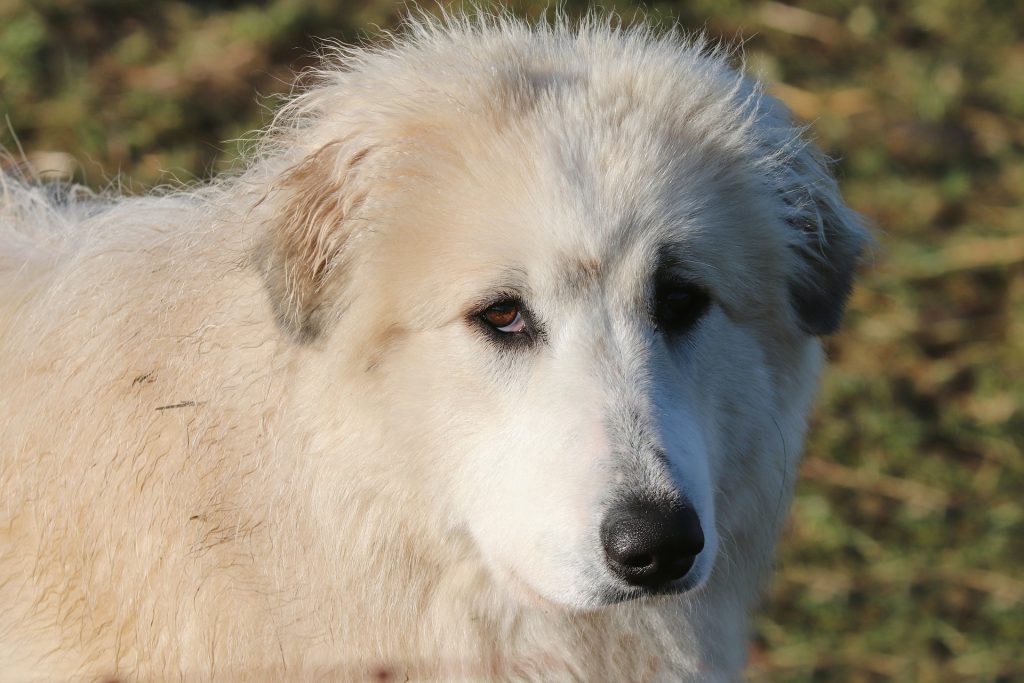 pyrenean mountain dog 7774842 1920