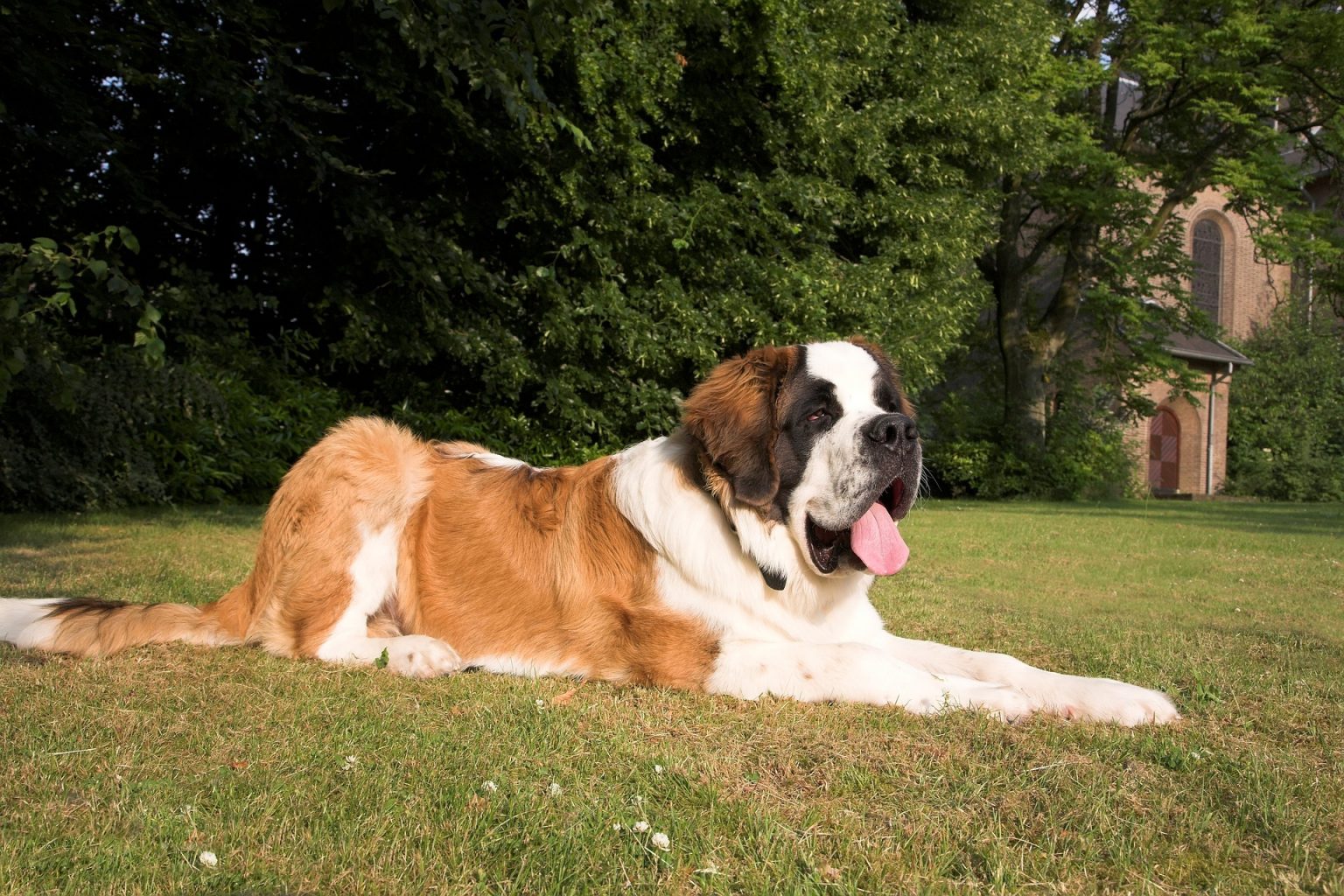 Saint Bernard Colors Exploring The Shades Of This Gentle Giant