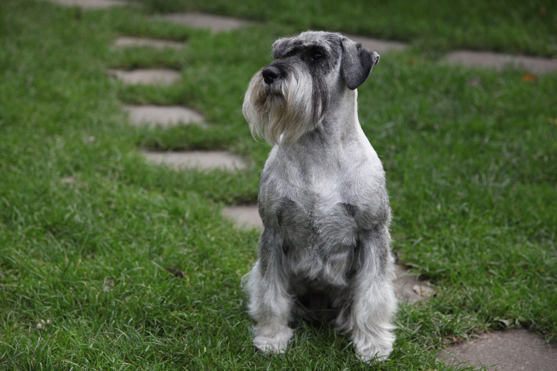 schnauzer 4154140 1920