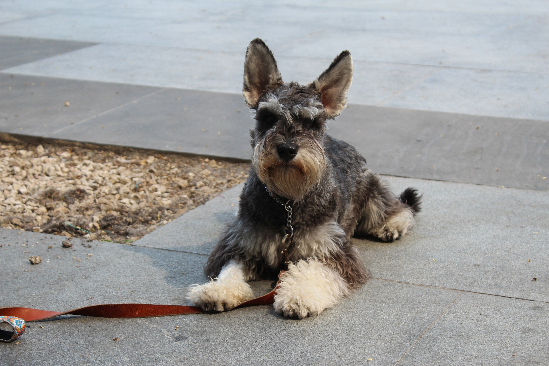 schnauzer 5232202 1920 1