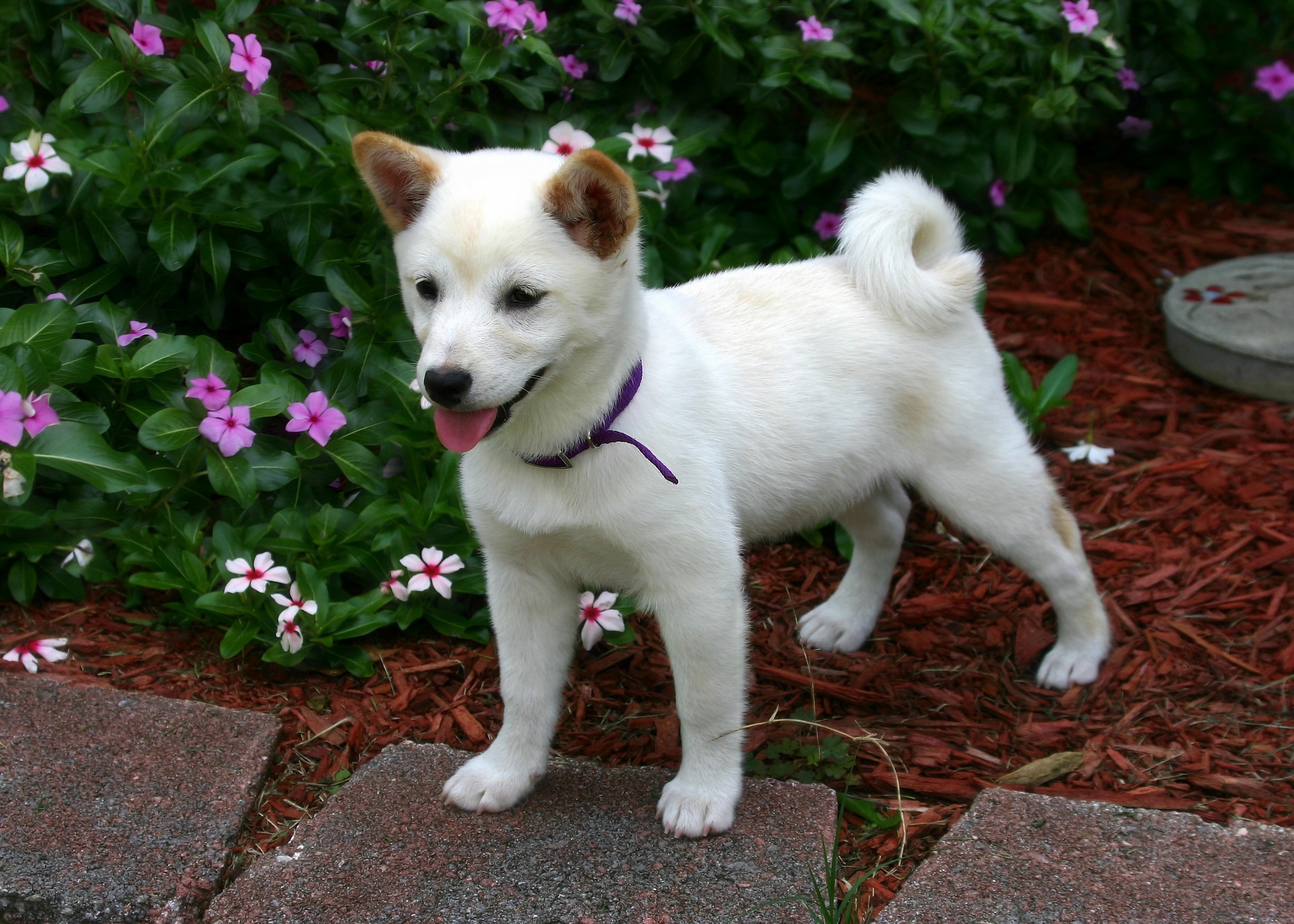 shiba inu 1147811 1920