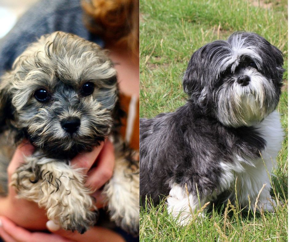 shih poo vs shih tzu