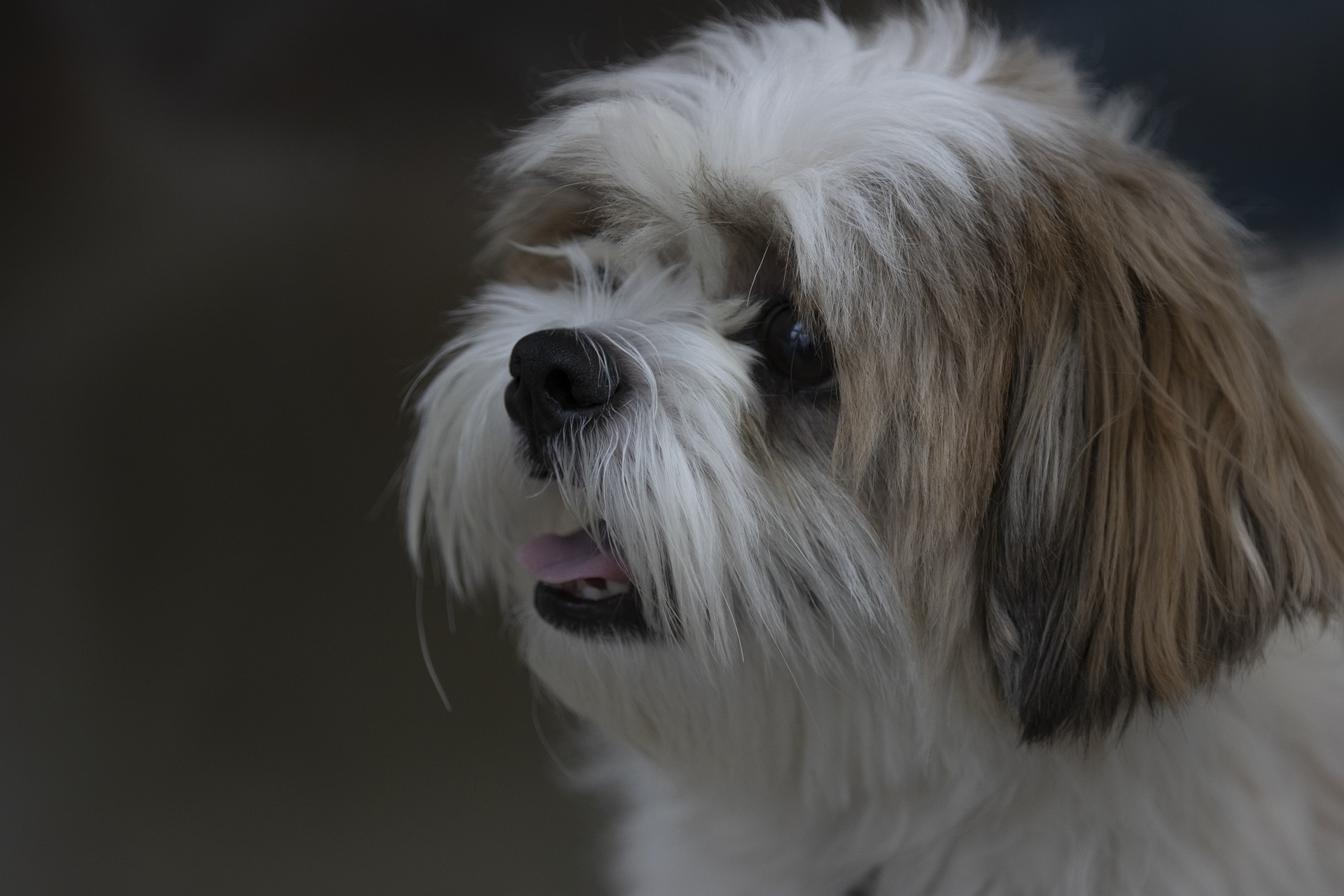 shih tzu 7324619 1920