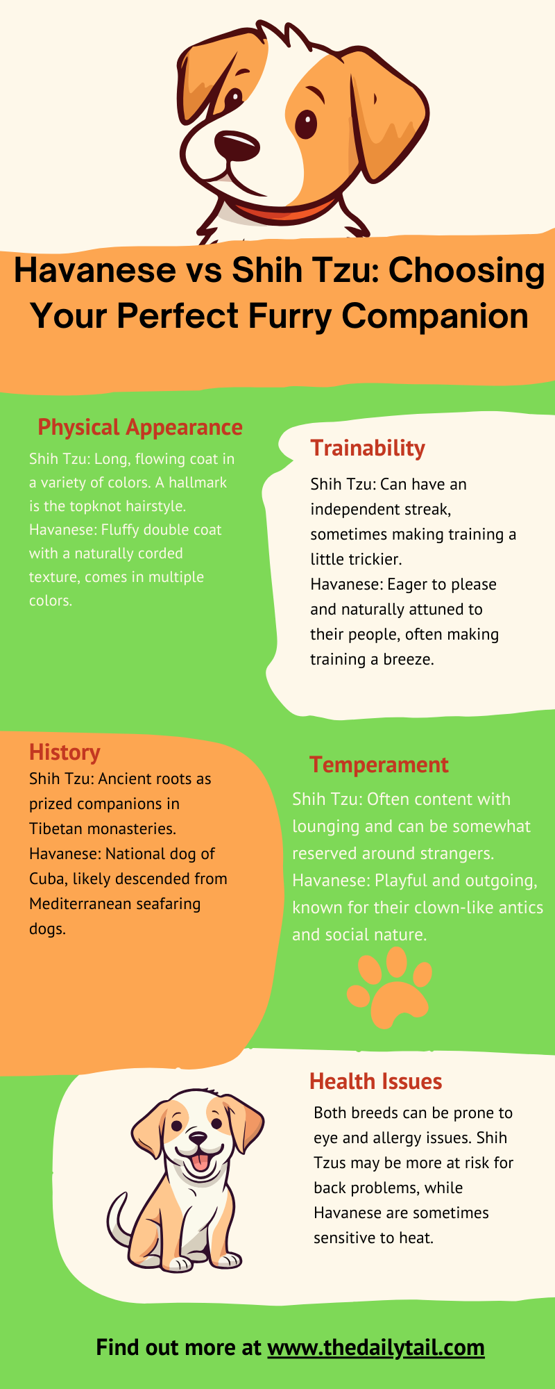 shih tzu vs havanese infographic