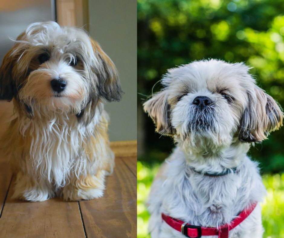 shih tzu vs havanese