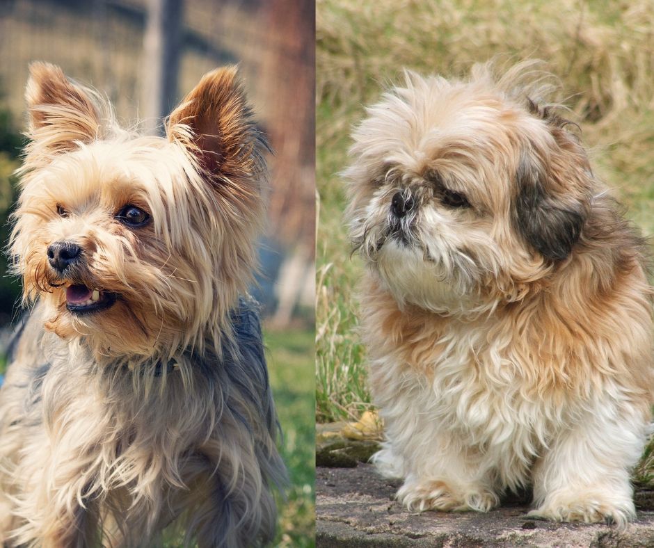 shih tzu vs yorkshire terrier