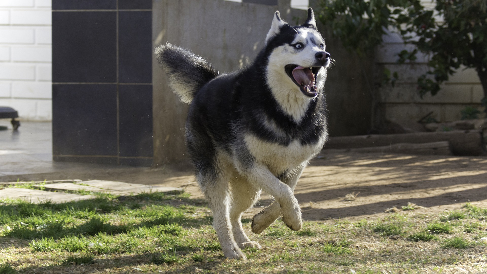 siberian husky 1771667 1920