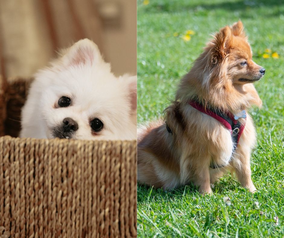 teacup pomeranian vs pomeranian