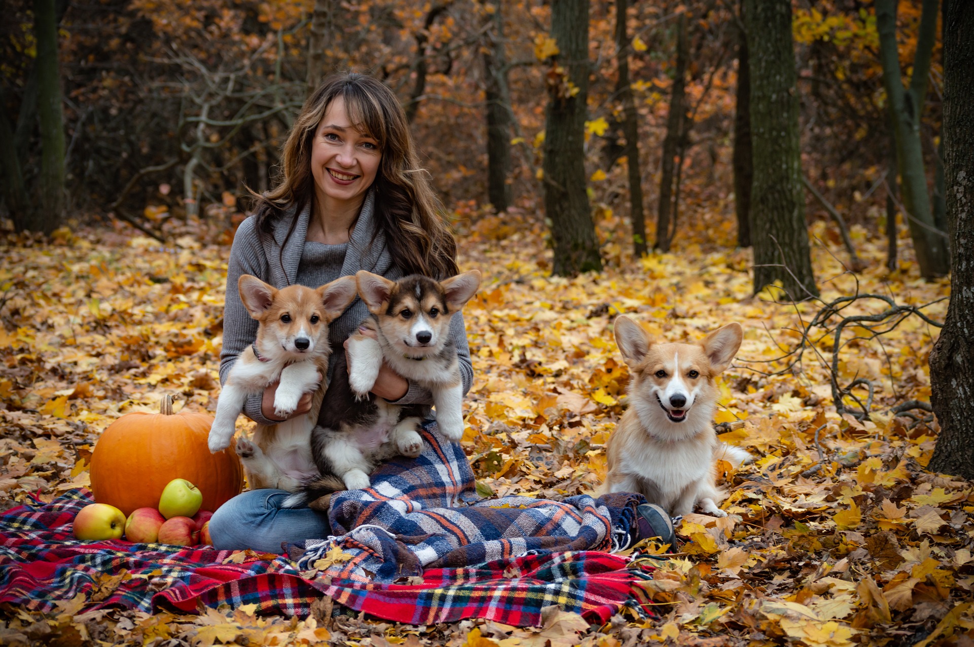 welsh corgi pembroke 4237359 1920