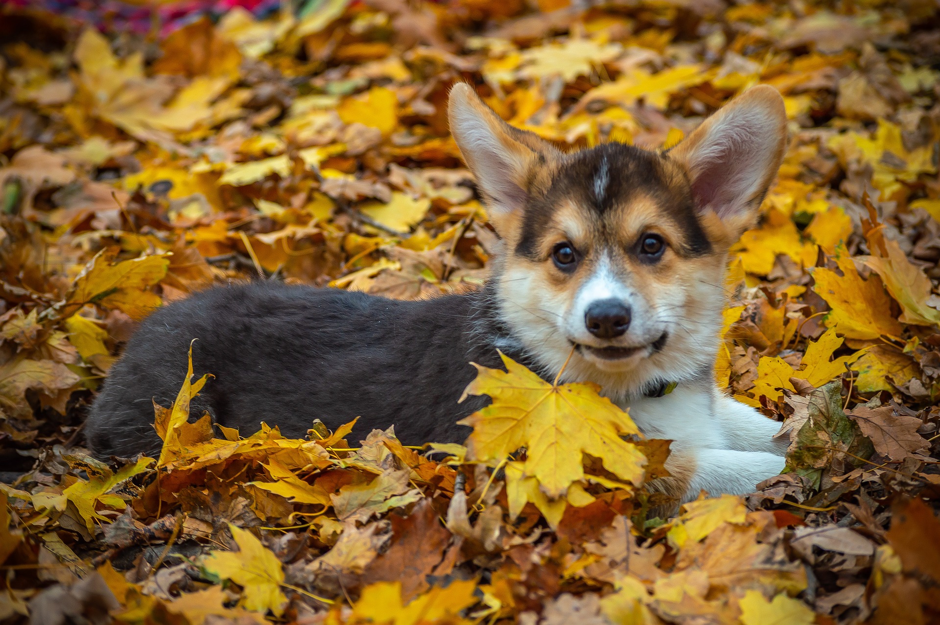 welsh corgi pembroke 4237613 1920