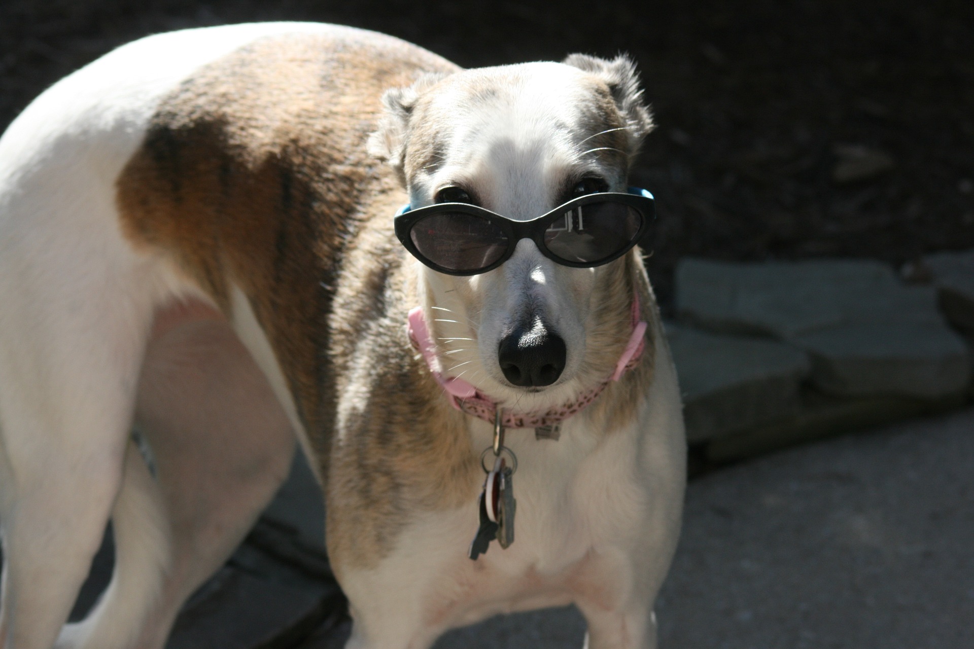Whippet Colors: Exploring The Vibrant Spectrum Of A Racing Breed