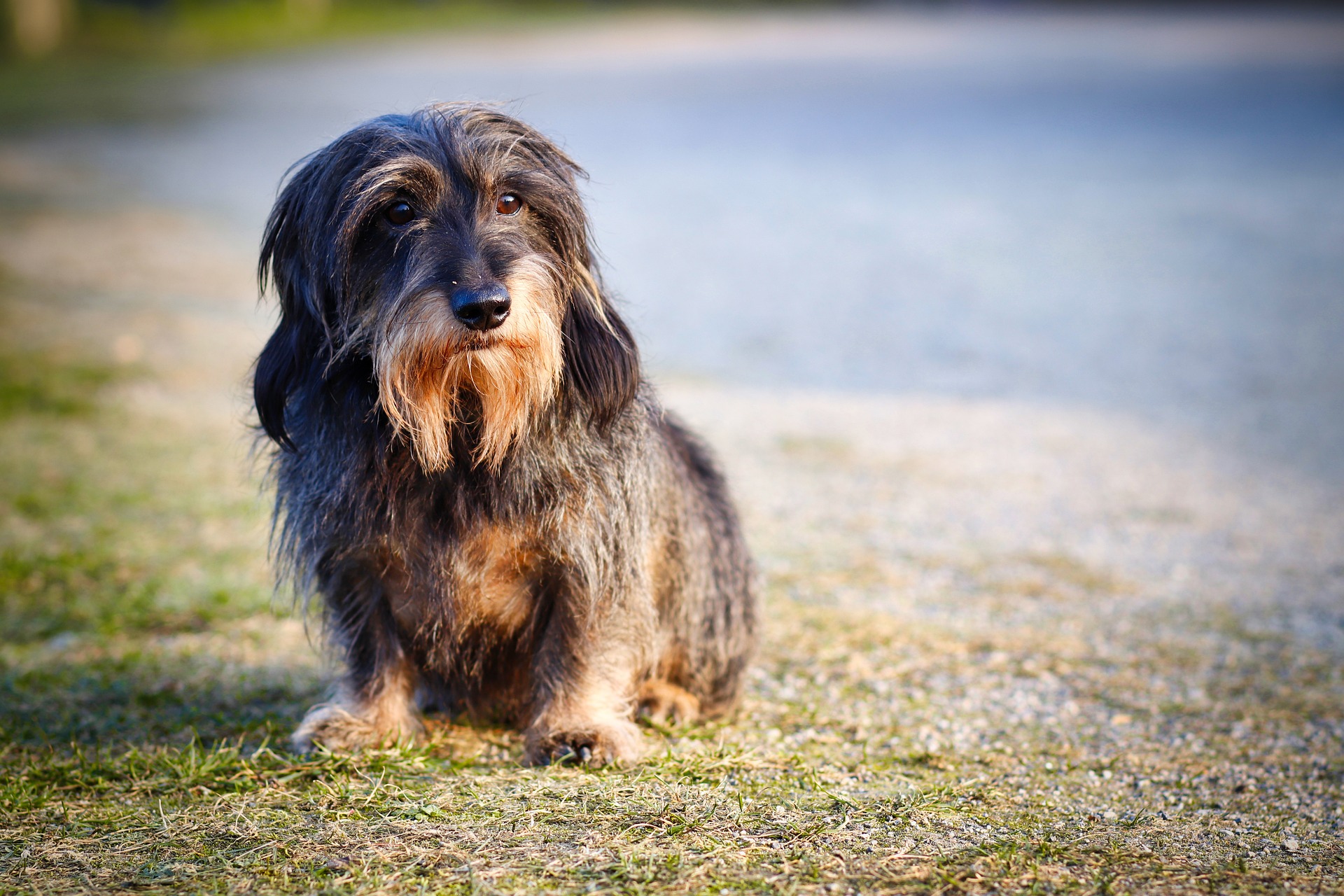 wire haired dachshund 3689406 1920