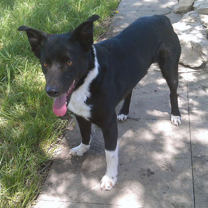 Black and White McNab Shepherd Jasper