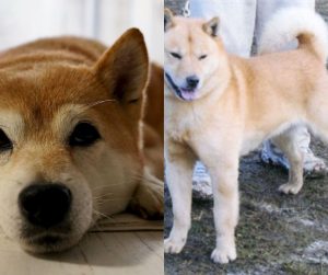 Hokkaido Dog vs Shiba Inu