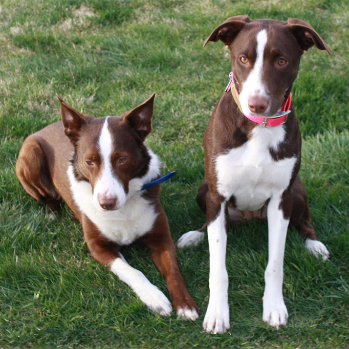 Red and White McNab Shepherds Kye Aila