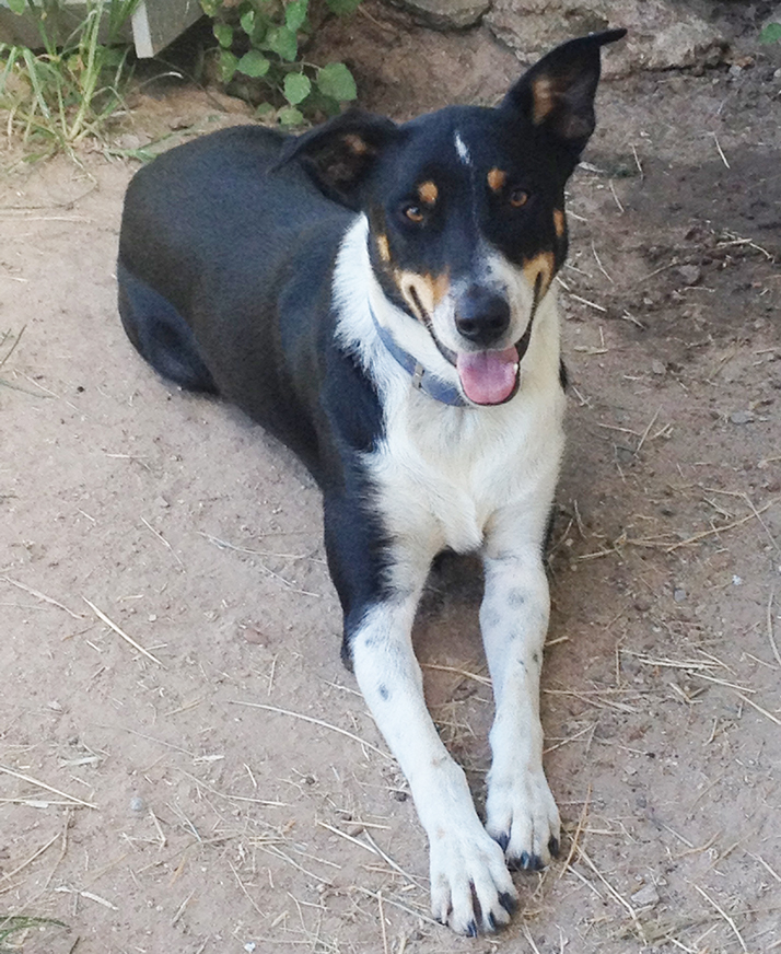 Tricolor McNab Shepherd