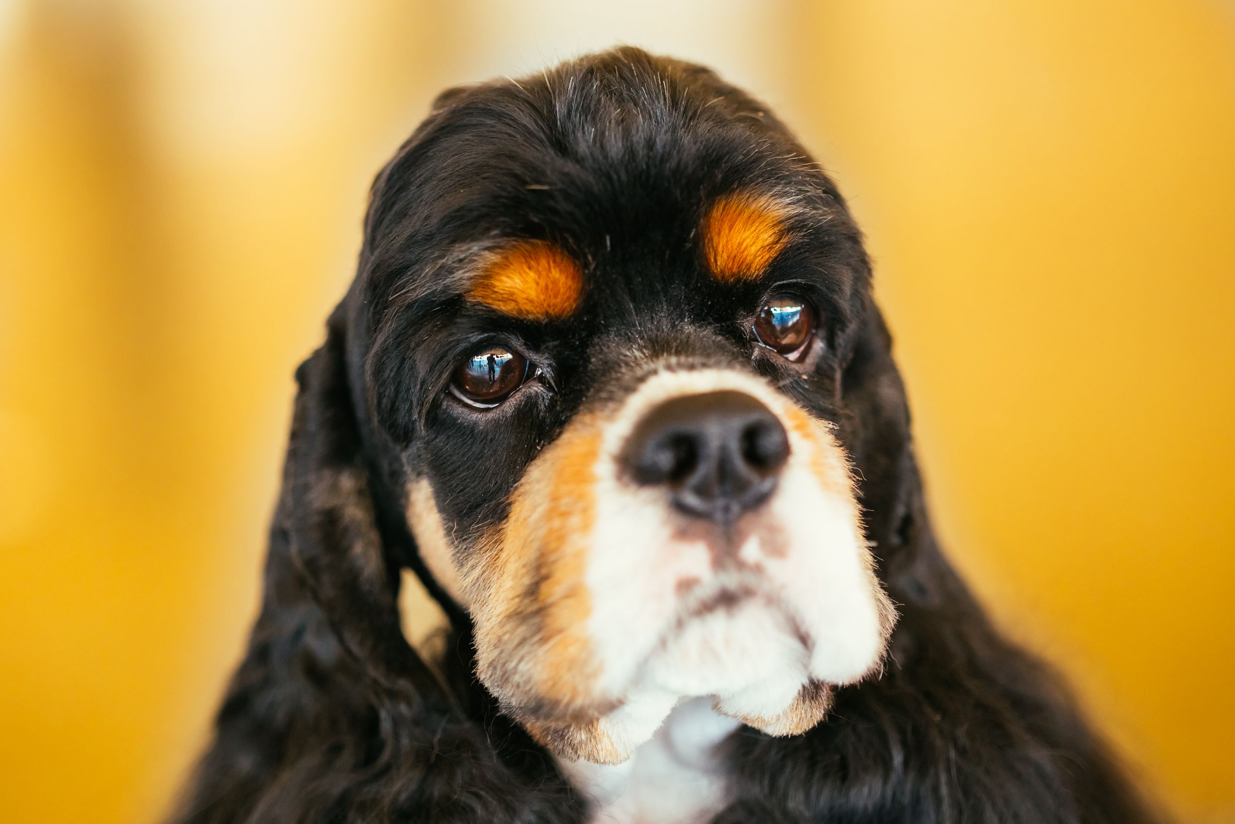 american cocker spaniel 1