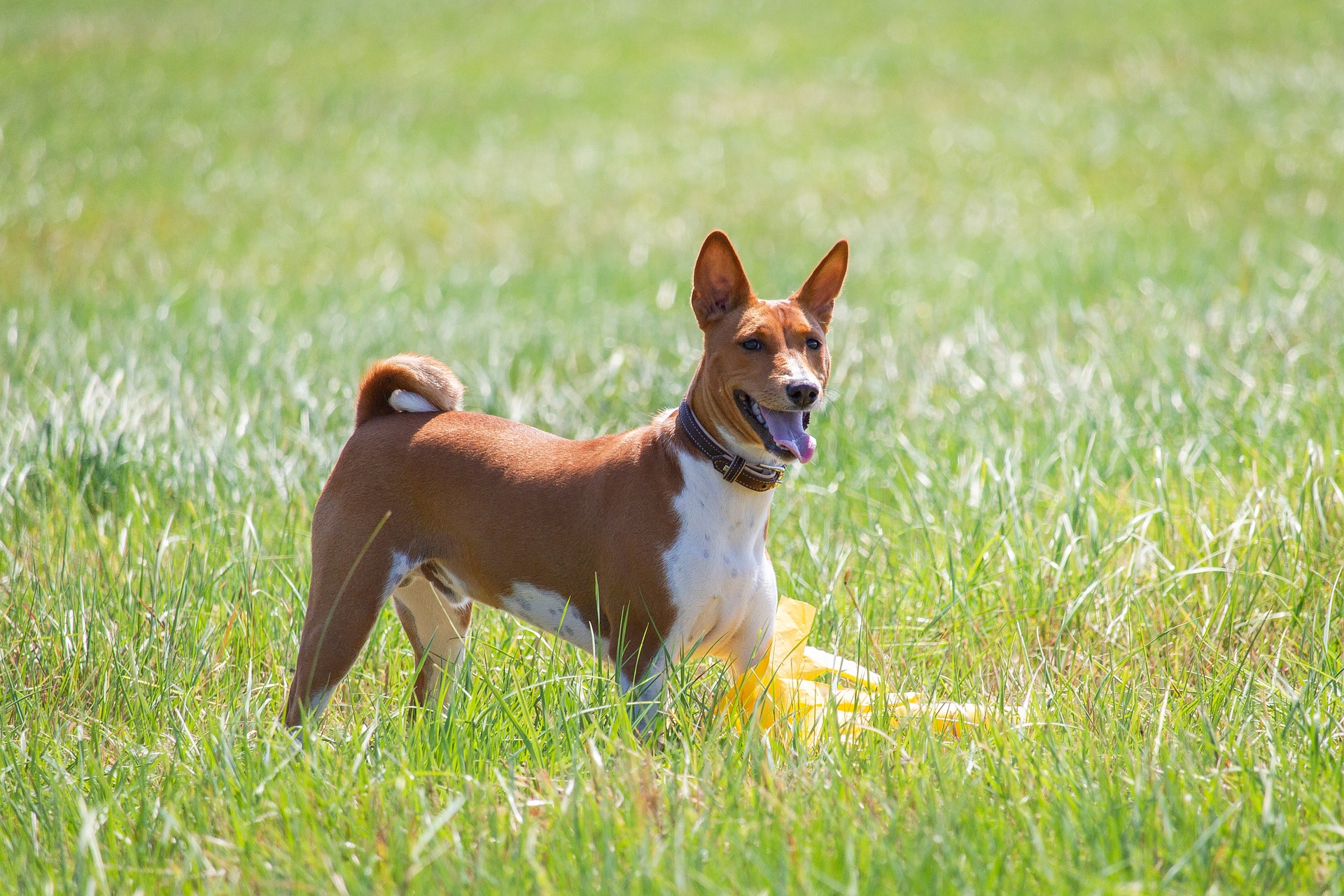 basenji 7043700 1920