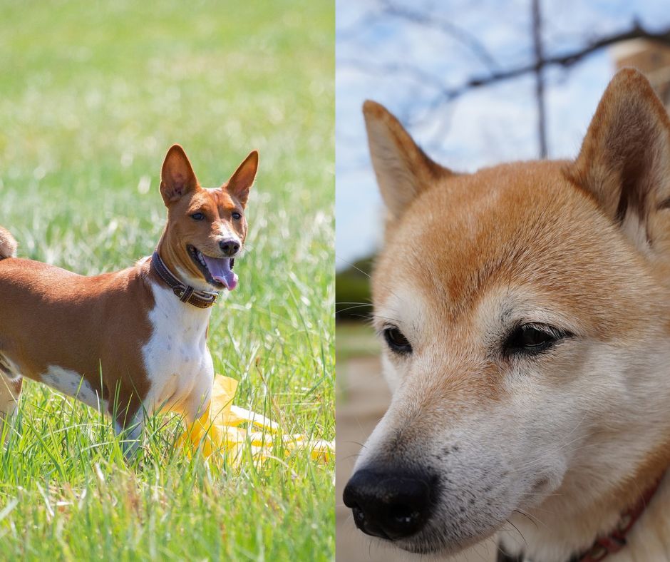 basenji vs shiba inu