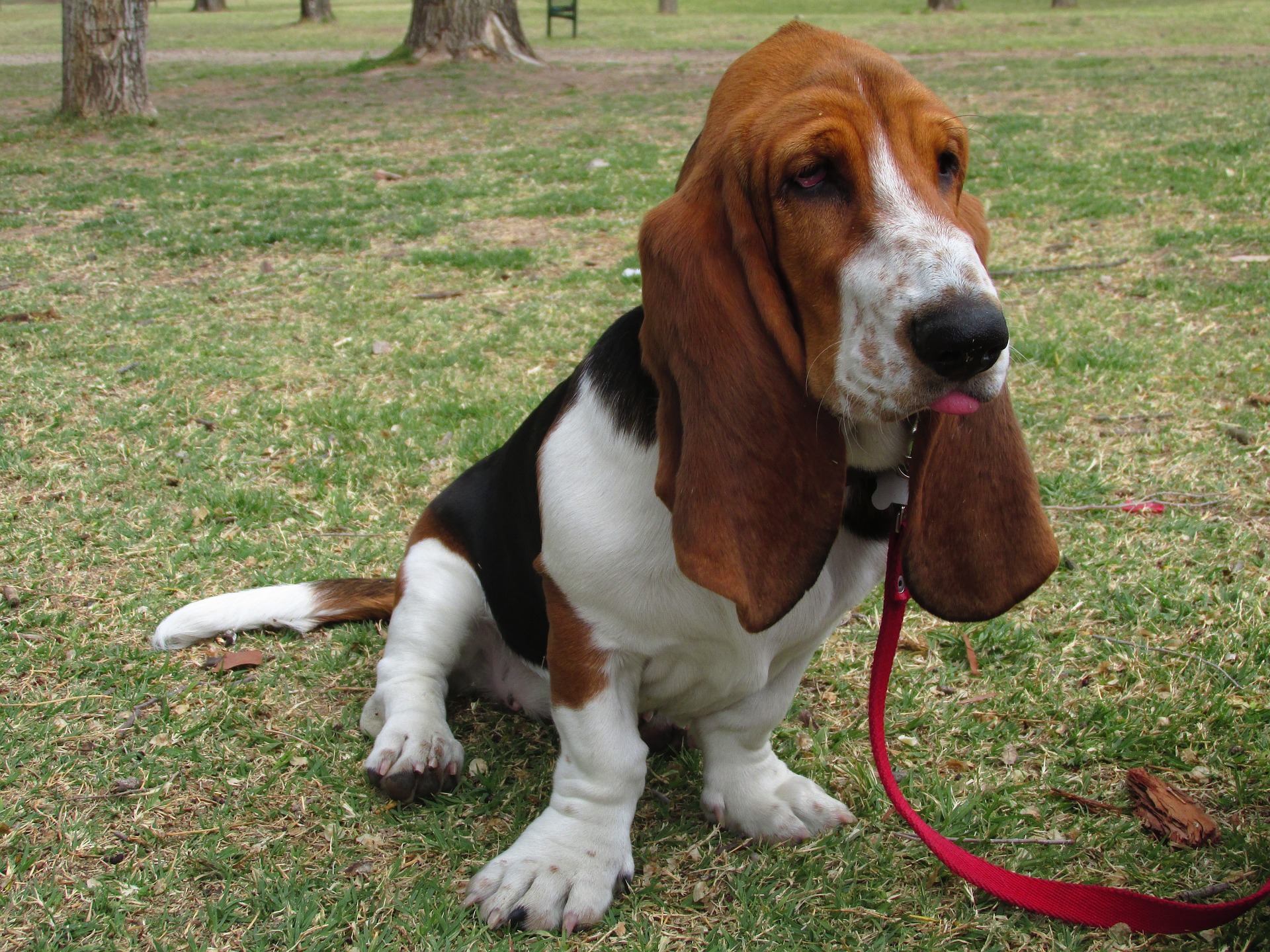 basset hound 345646 1920