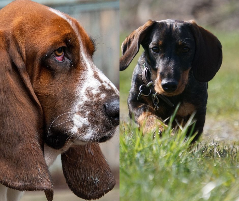 basset hound vs dachshund
