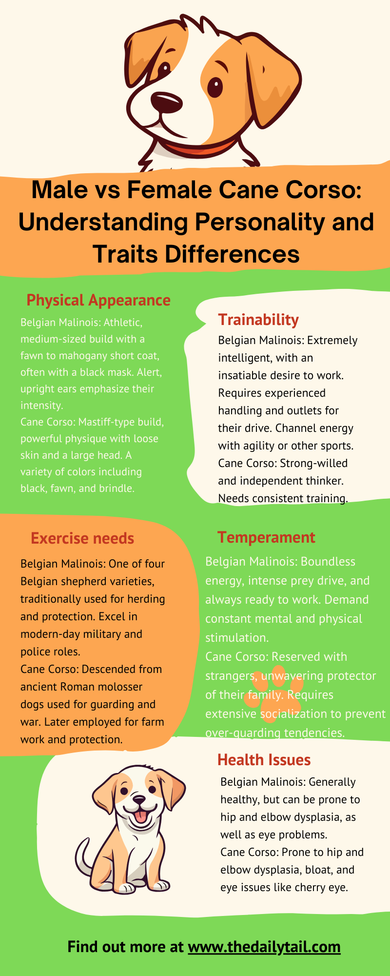 belgian malinois vs cane corso infographic