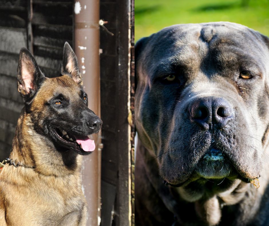 belgian malinois vs cane corso