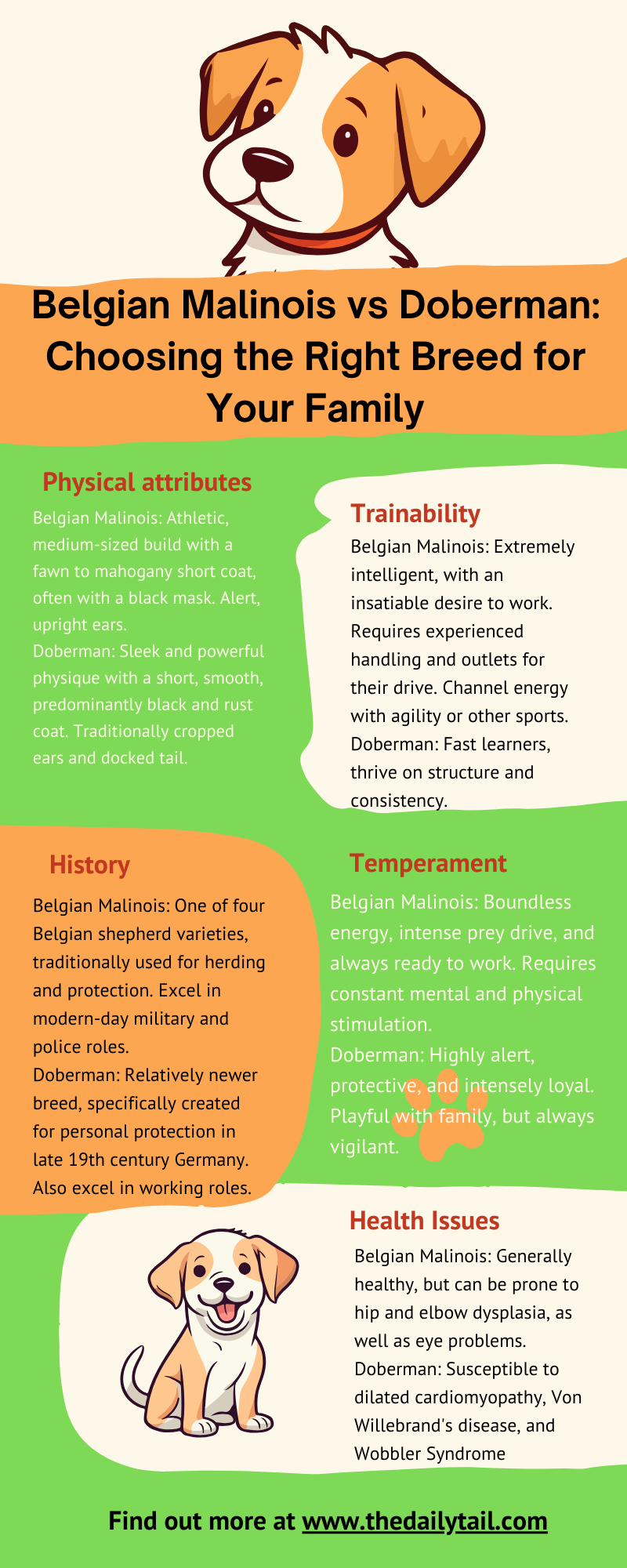 belgian malinois vs doberman infographic