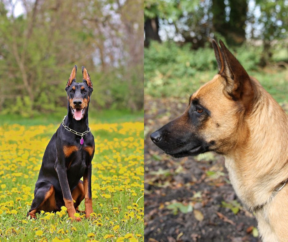 belgian malinois vs doberman