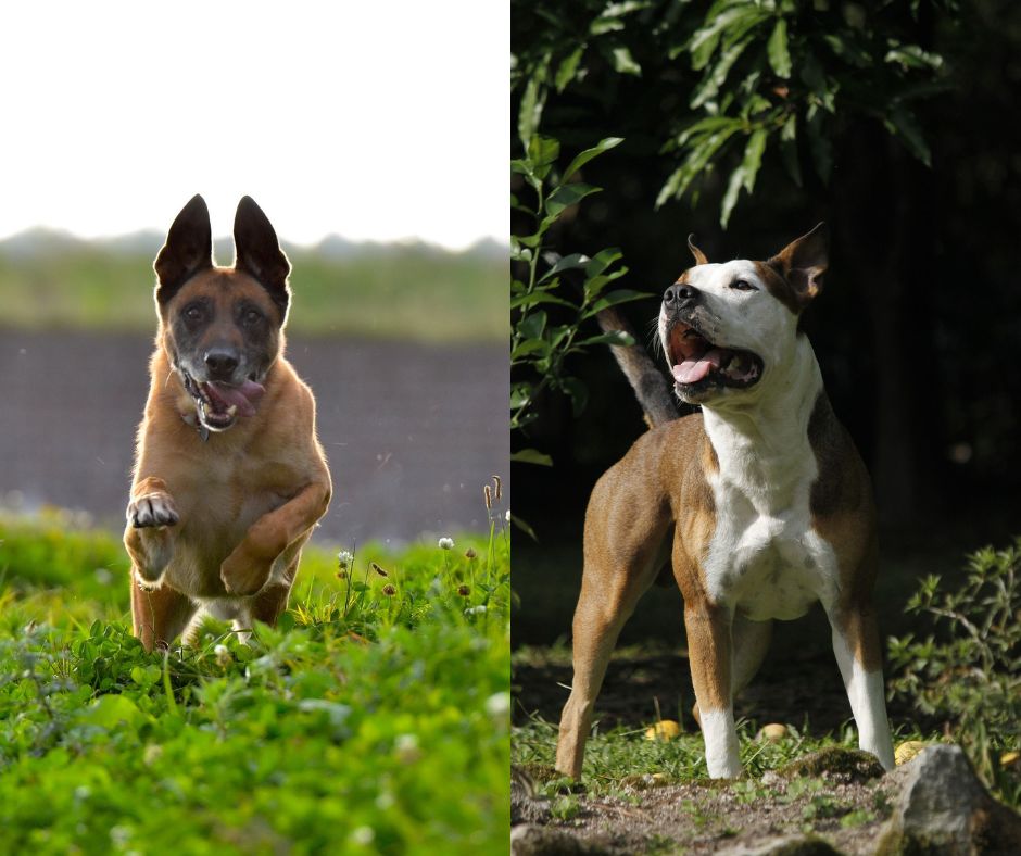 belgian malinois vs pitbull