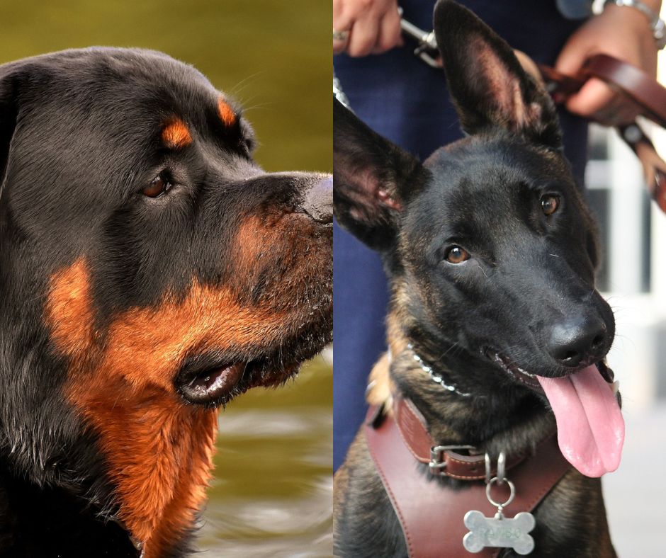 belgian malinois vs rottweiler