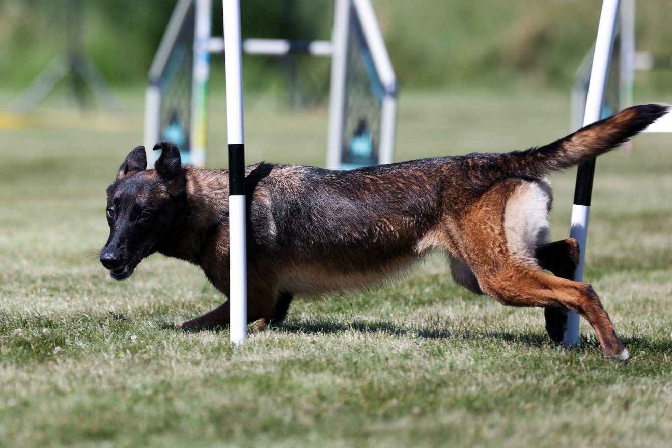 Belgian Malinois Vs Rottweiler: Comparing Working Canine Companions
