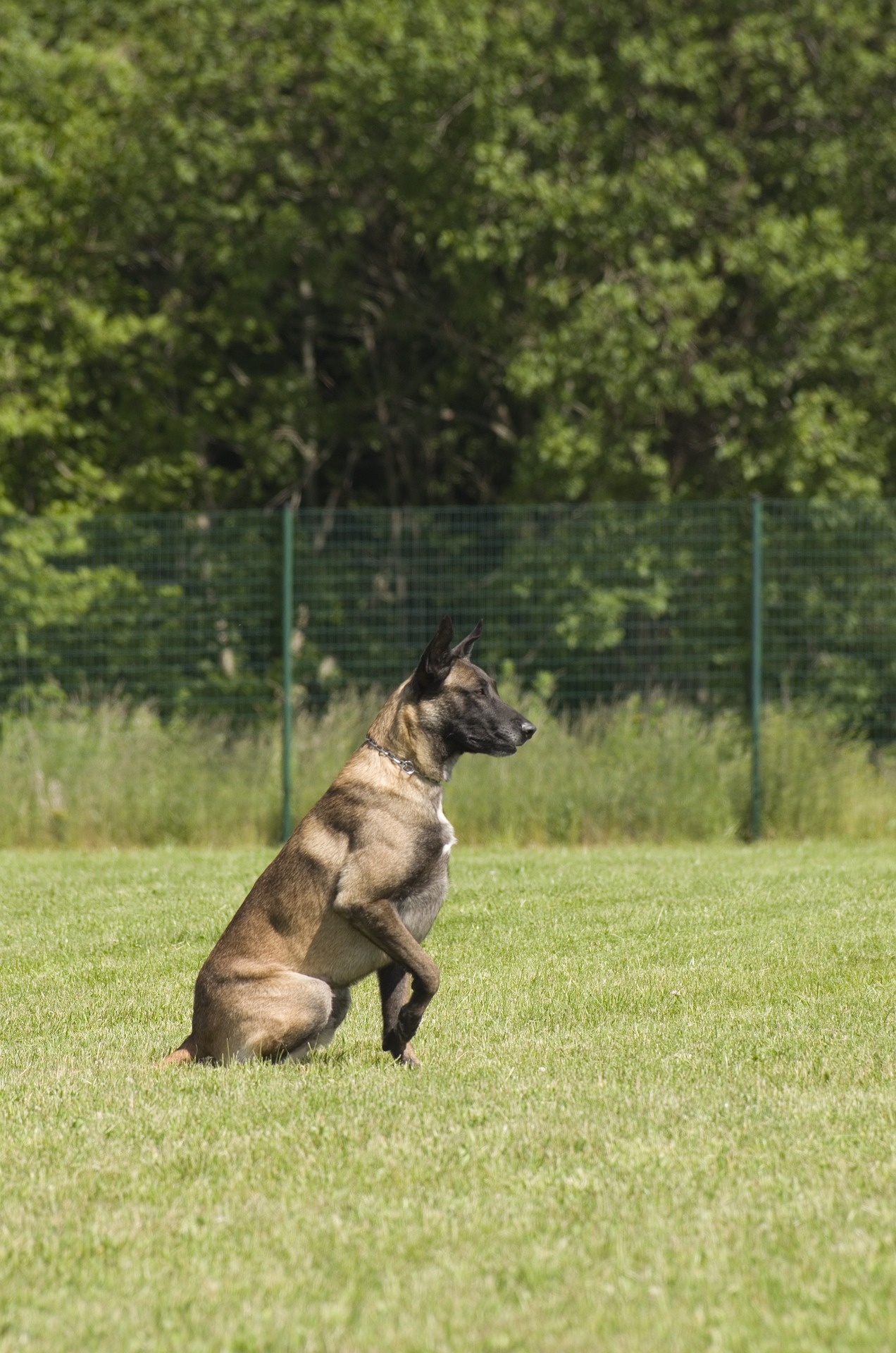 belgian shepherd 823736 1920