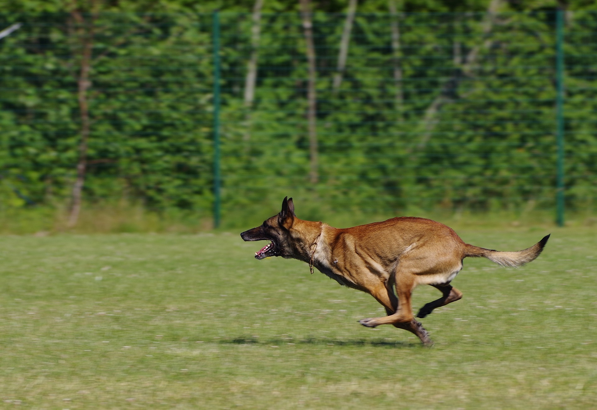 belgian shepherd malinois 2543354 1920