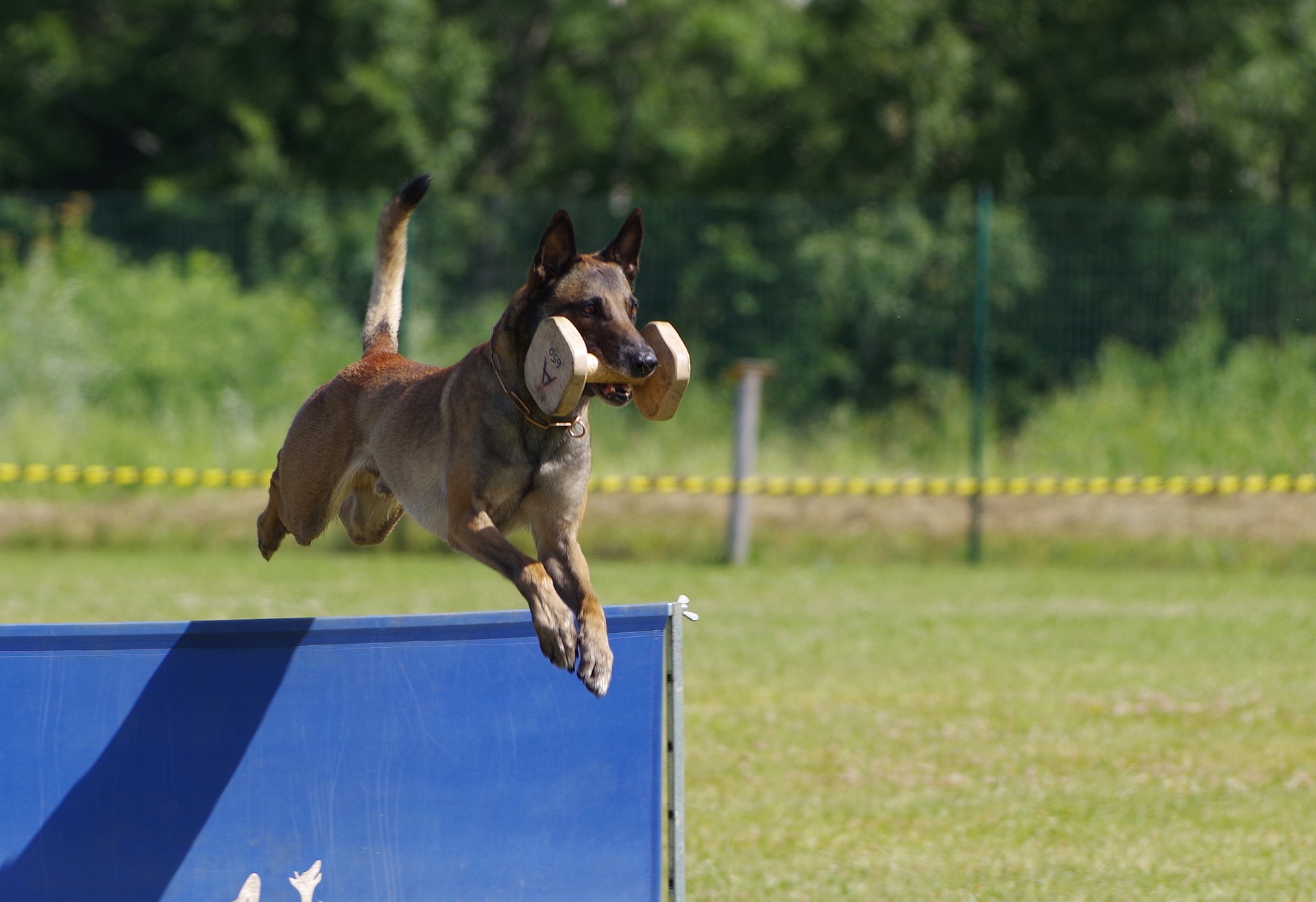 belgian shepherd malinois 2546725 1920