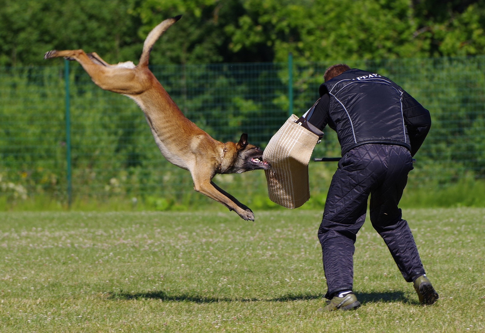 belgian shepherd malinois 2882355 1920 1