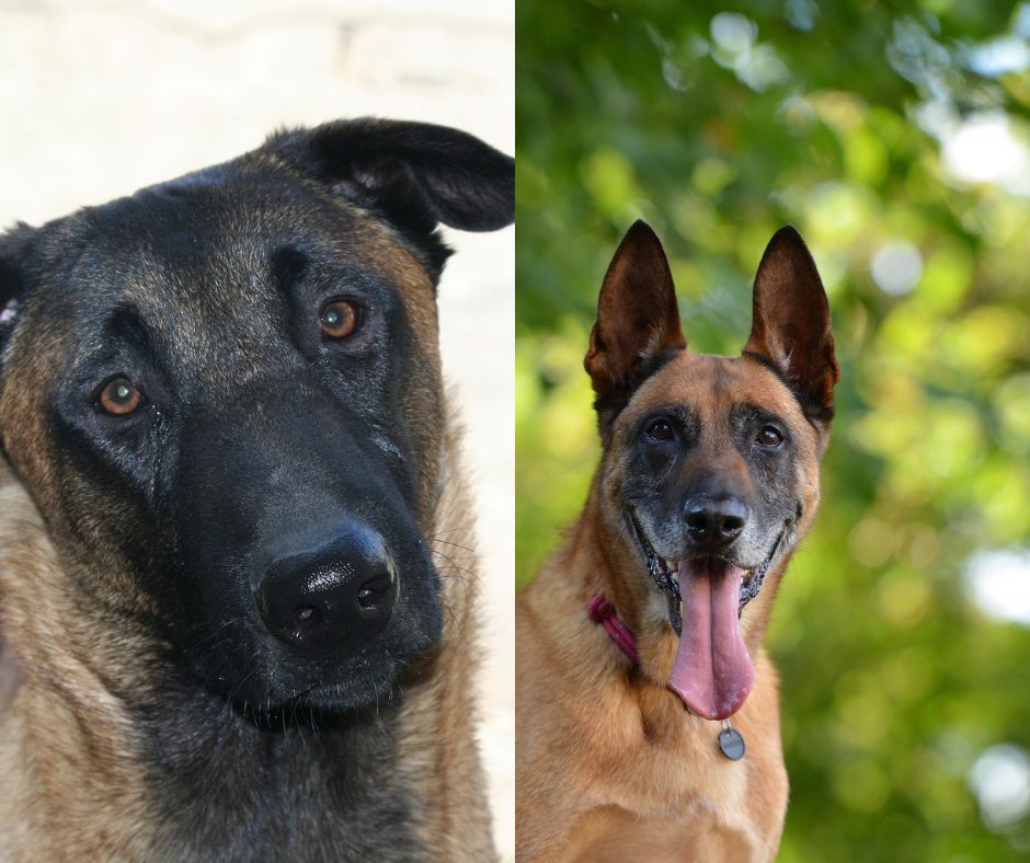 belgian shepherd vs belgian malinois