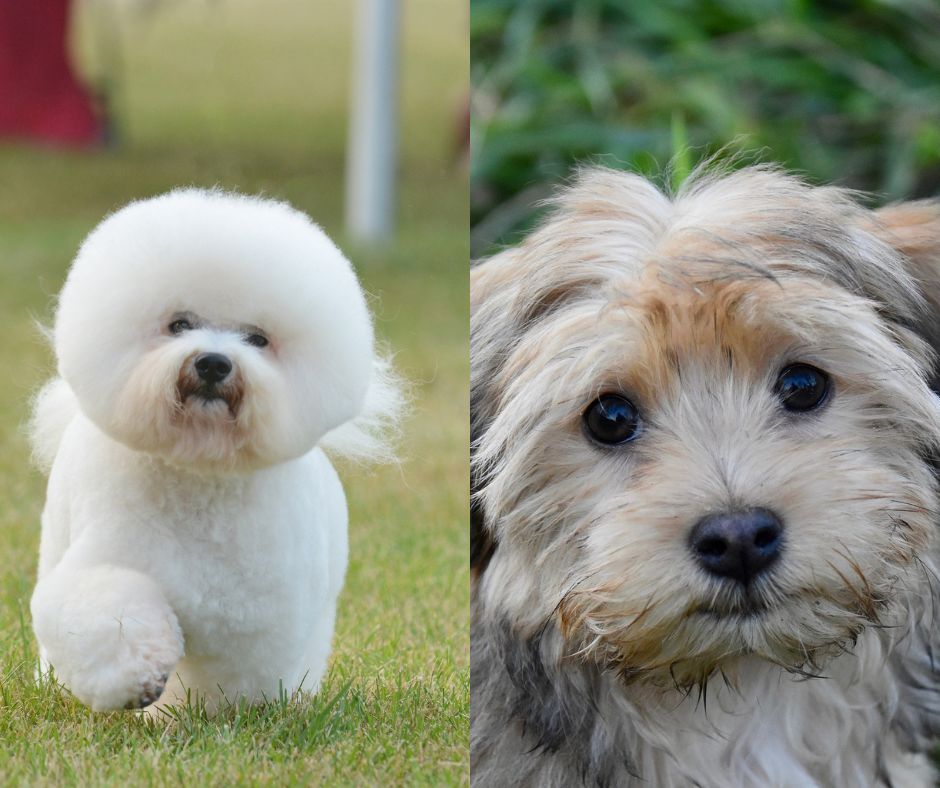 bichon frise vs havanese